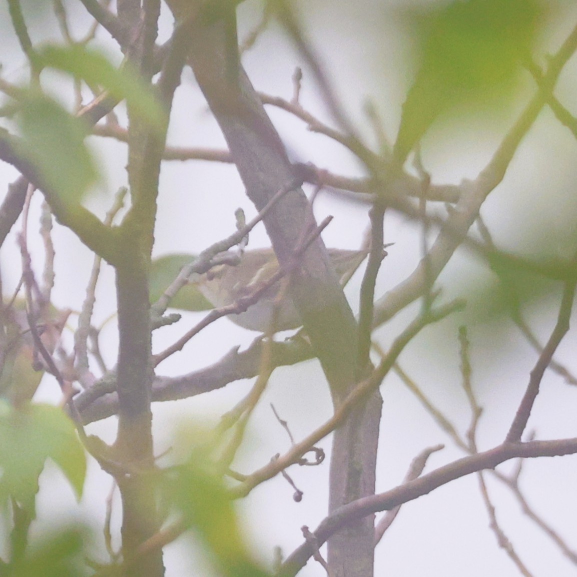 Mosquitero Bilistado - ML642151473
