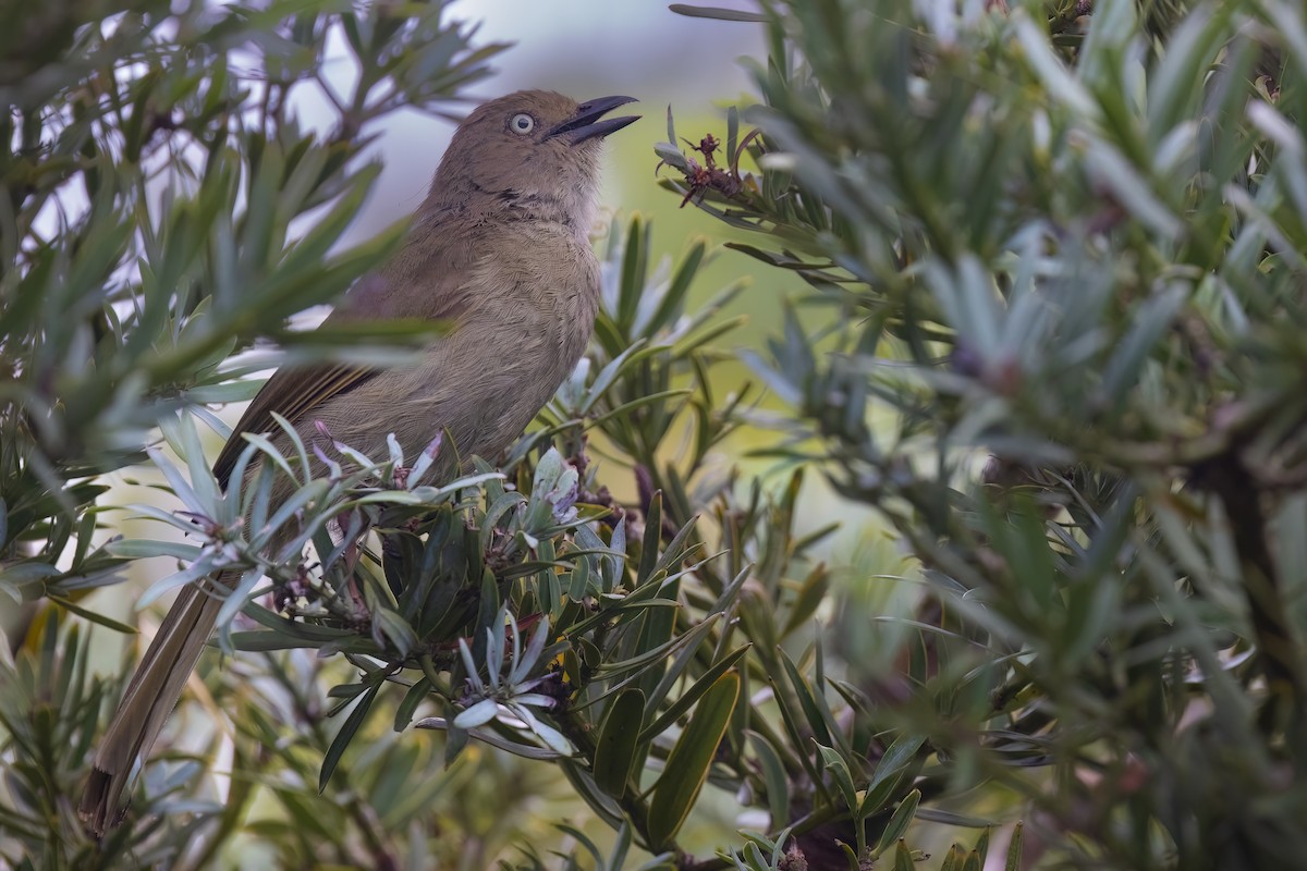 Bulbul de Zanzíbar - ML642151495