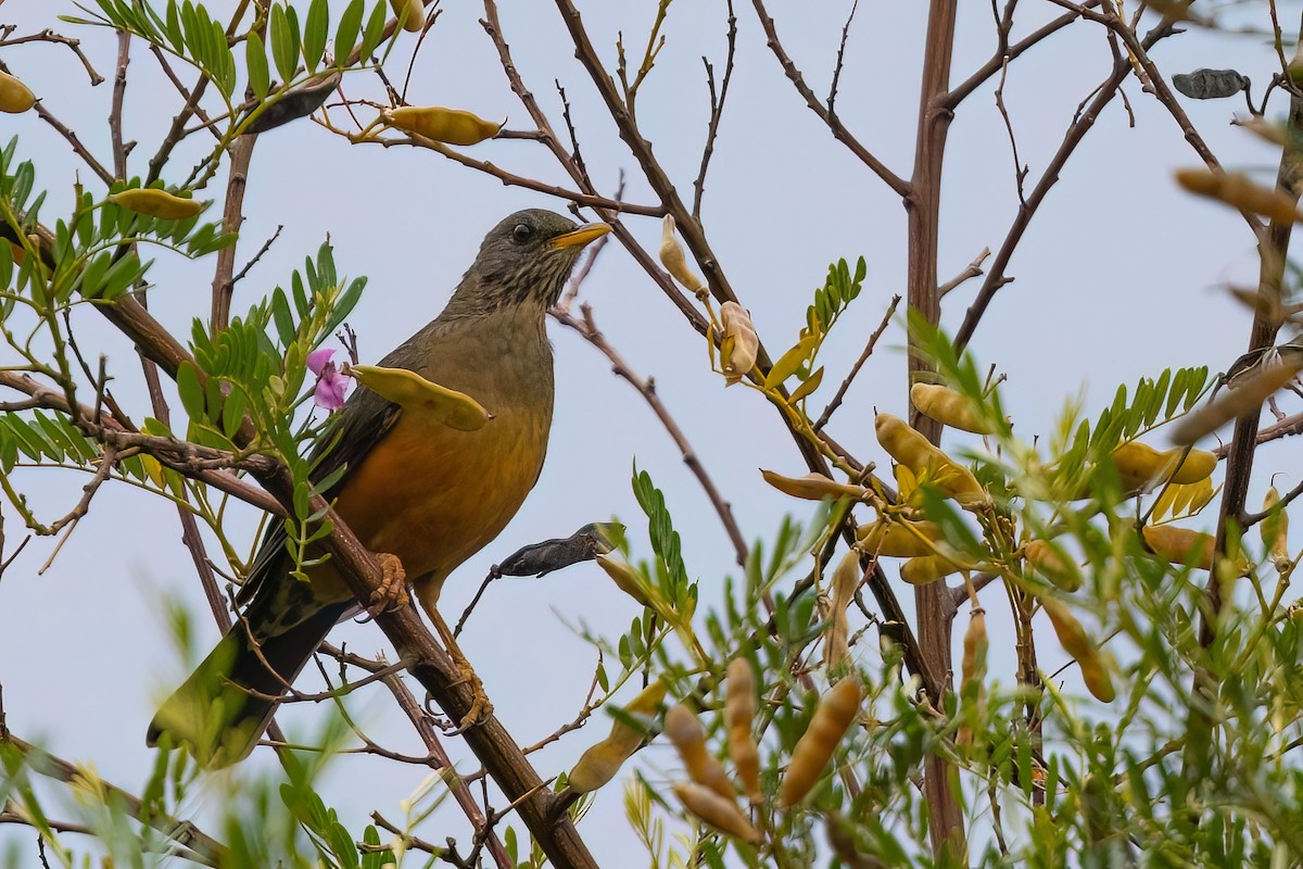 Olive Thrush - ML642151500