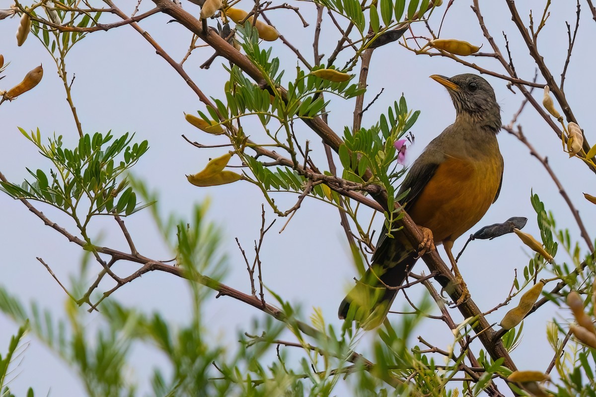 Olive Thrush - ML642151501