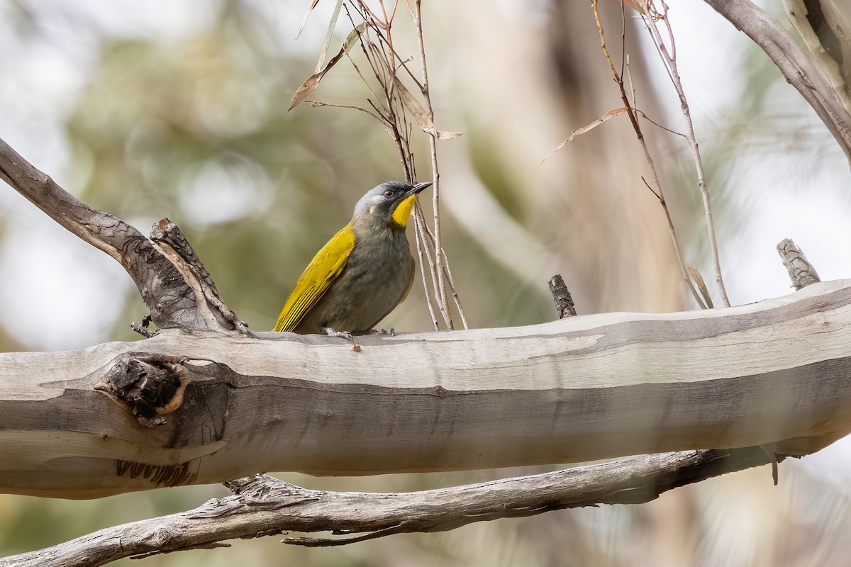 Yellow-throated Honeyeater - ML642151503