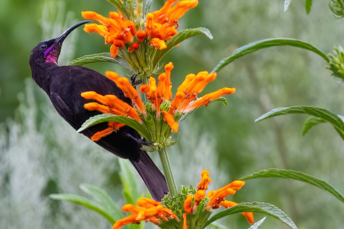 Amethyst Sunbird - ML642151517