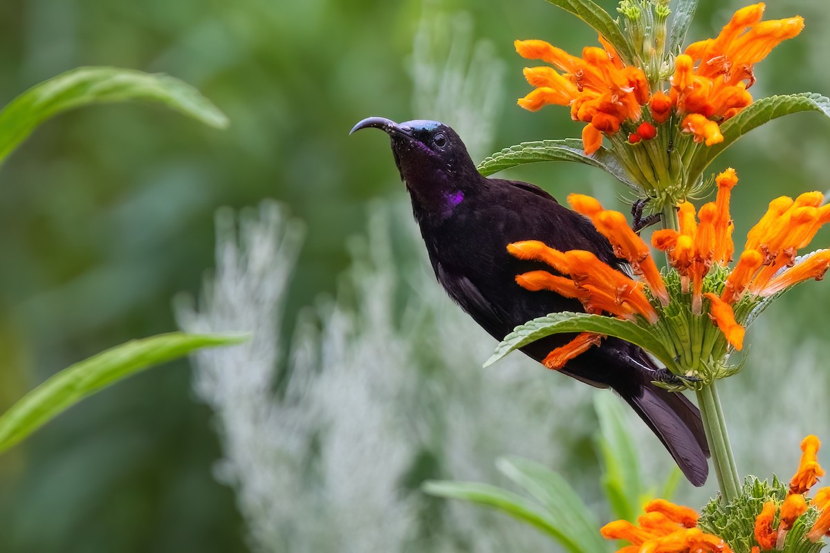 Amethyst Sunbird - ML642151518