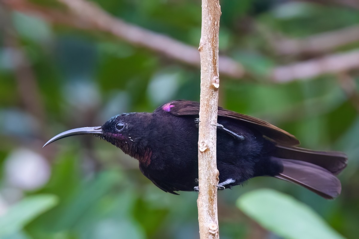 Amethyst Sunbird - ML642151520