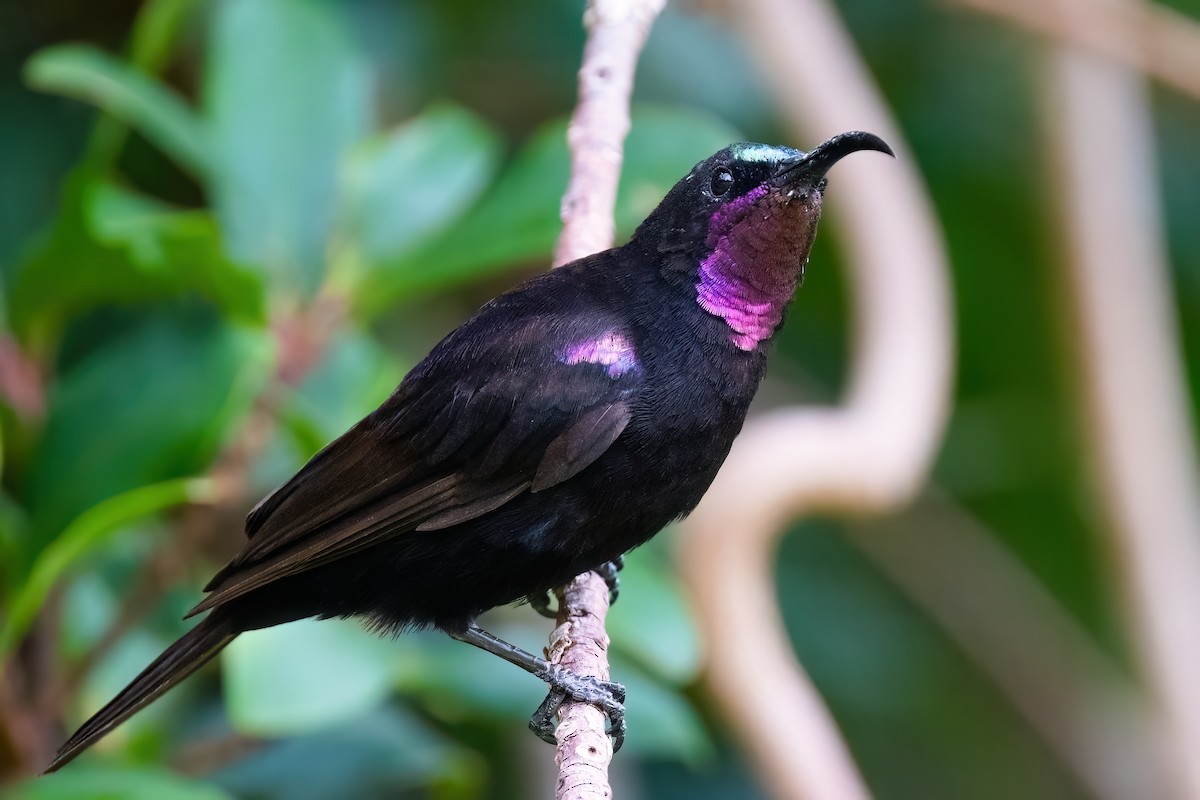 Amethyst Sunbird - ML642151521