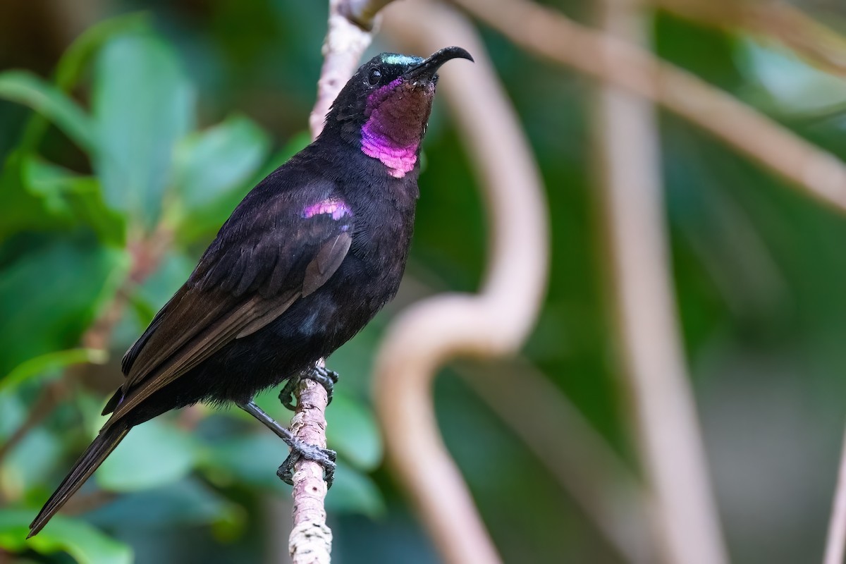 Amethyst Sunbird - ML642151522