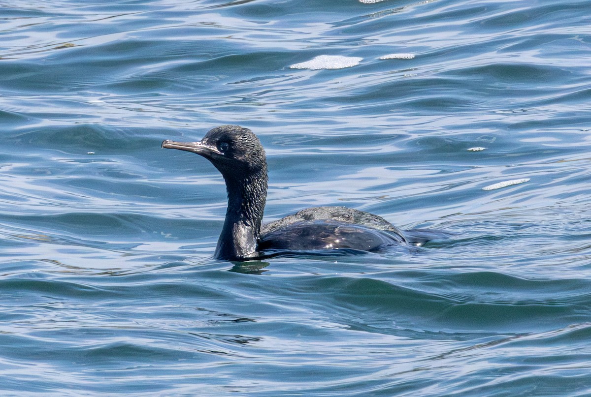 Pelagic Cormorant - ML642151529