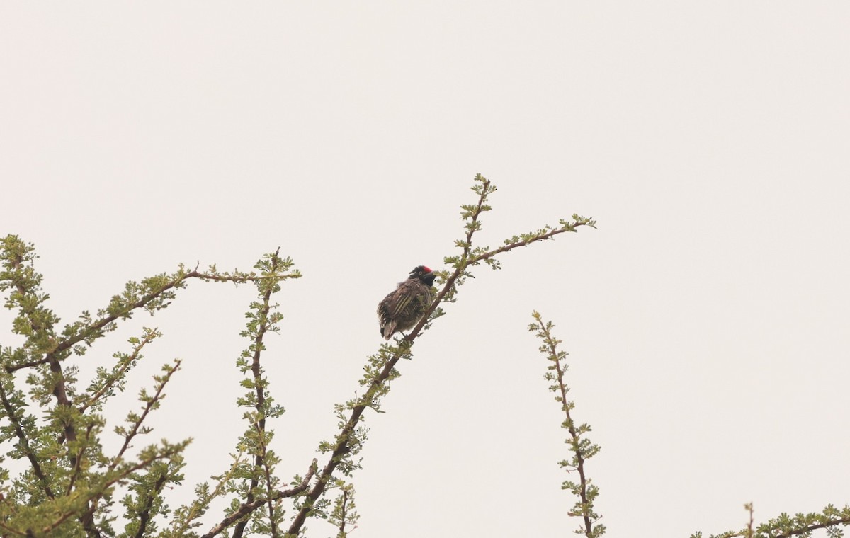 Banded Barbet - ML642151535
