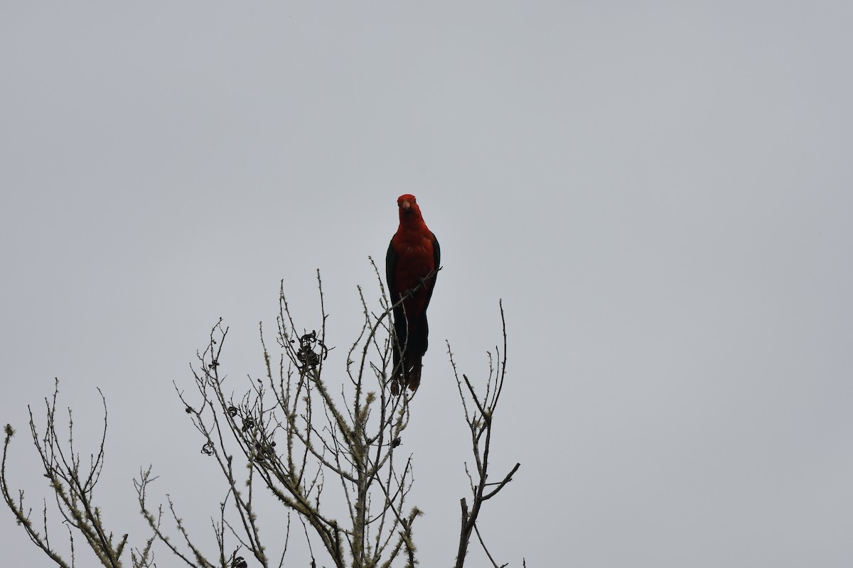 Australian King-Parrot - ML642151542