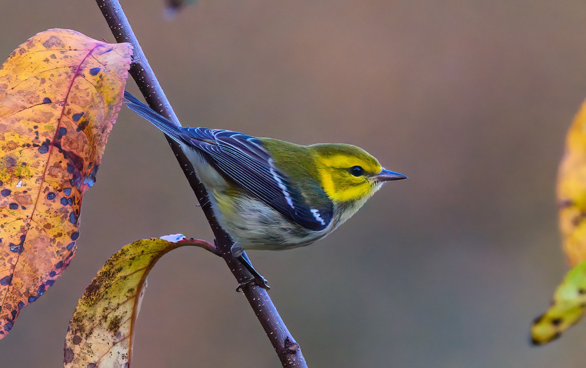 Grünmantel-Waldsänger - ML642151545