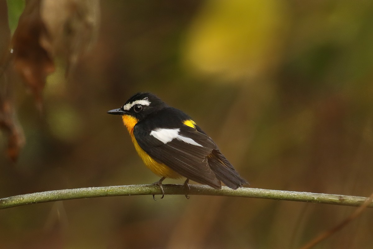 Yellow-rumped Flycatcher - ML642151554
