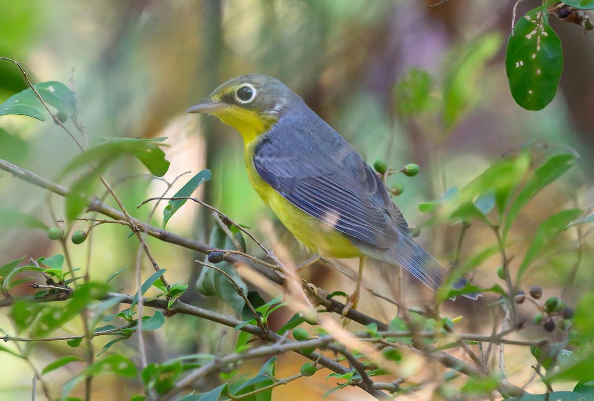 Kanadawaldsänger - ML642151555