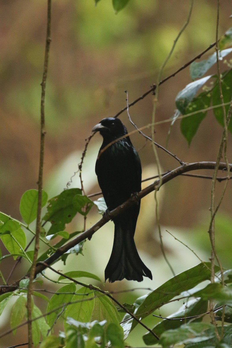 Hair-crested Drongo - ML642151560