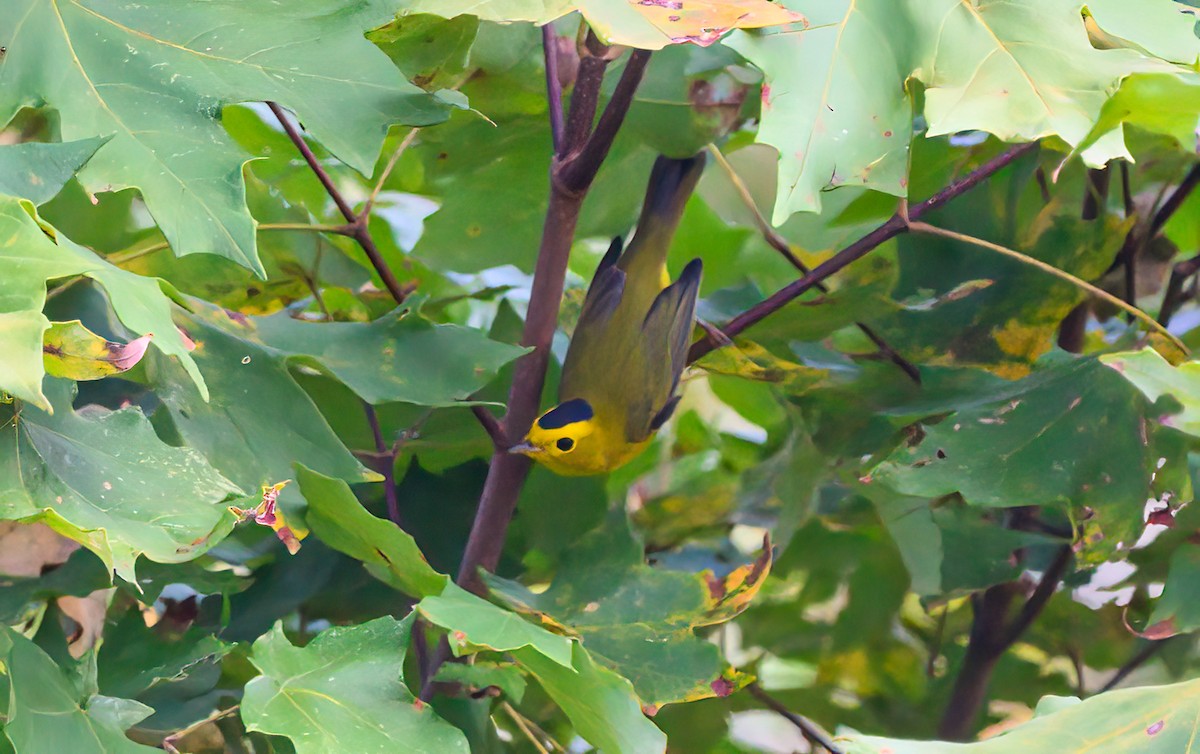 Mönchswaldsänger - ML642151563