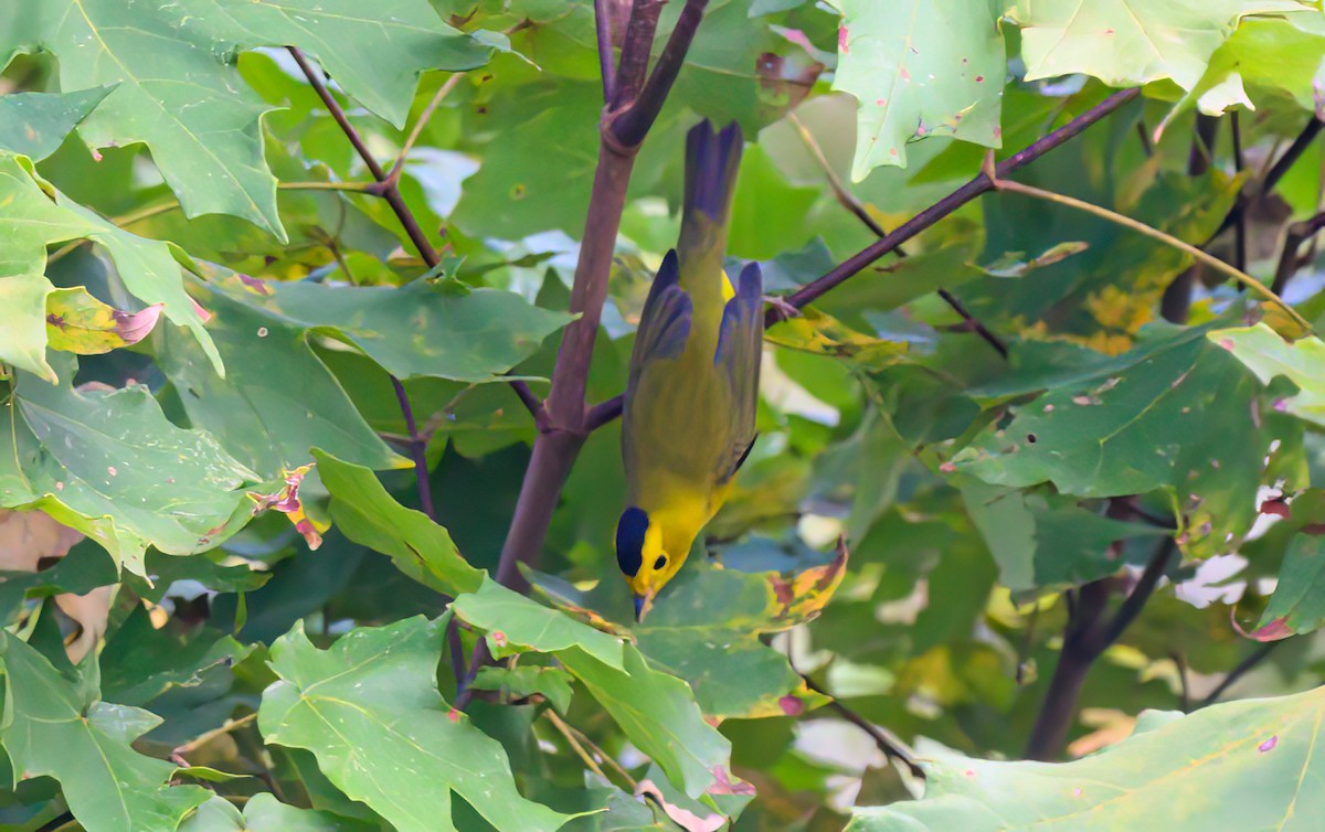 Mönchswaldsänger - ML642151567