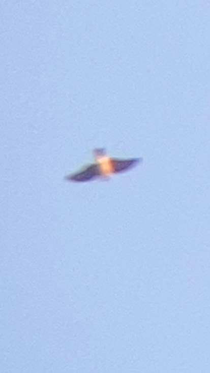 Sharp-shinned Hawk (Northern) - ML642151582