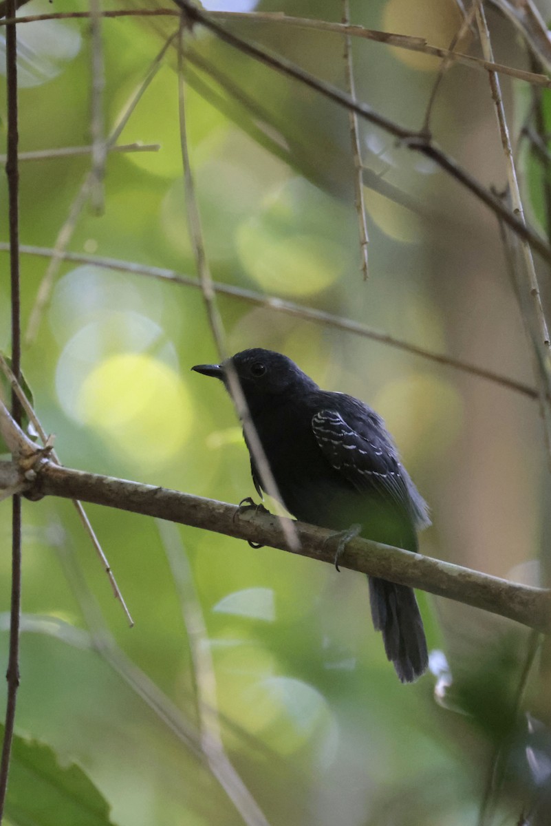 Black Antbird - ML642151583