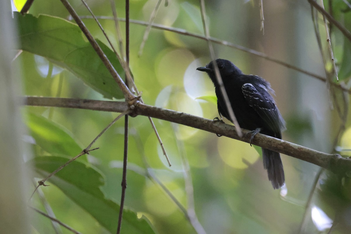 Black Antbird - ML642151584