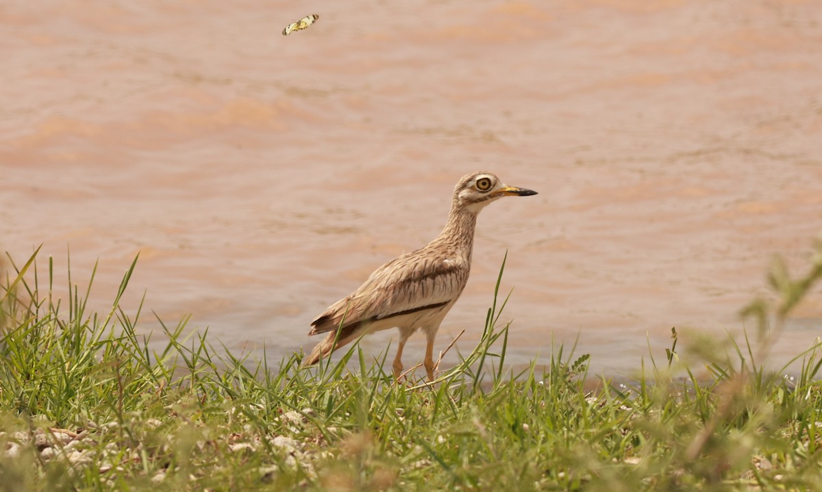 Senegal Thick-knee - ML642151592