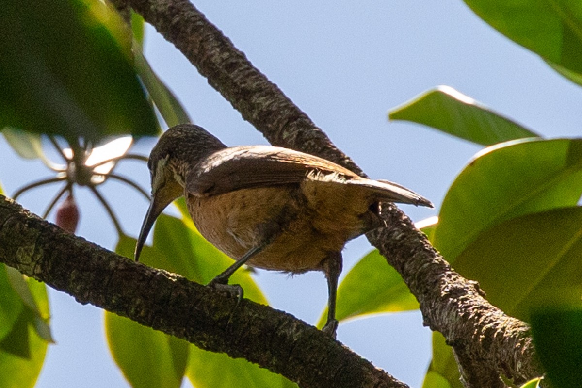 Victoria's Riflebird - ML642151599