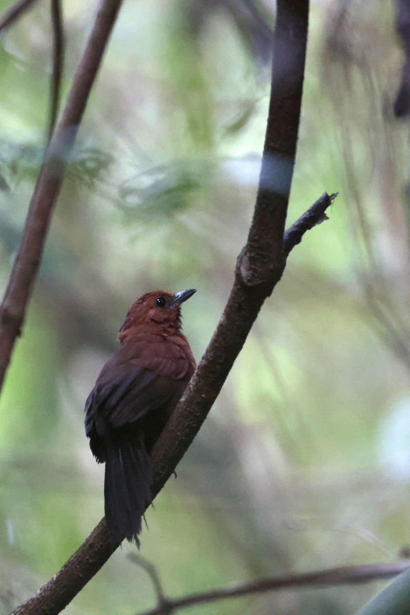 Ruddy Spinetail - ML642151600