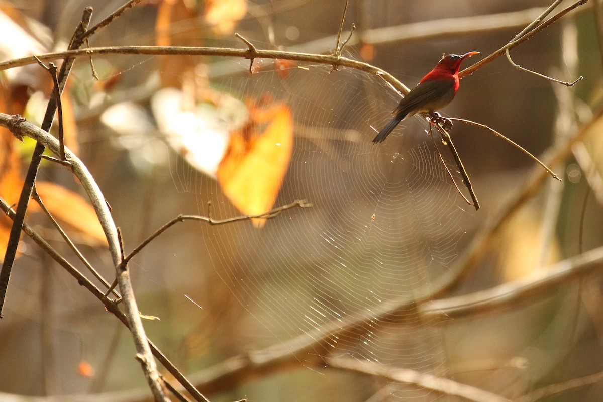 Karmesinnektarvogel - ML642151601
