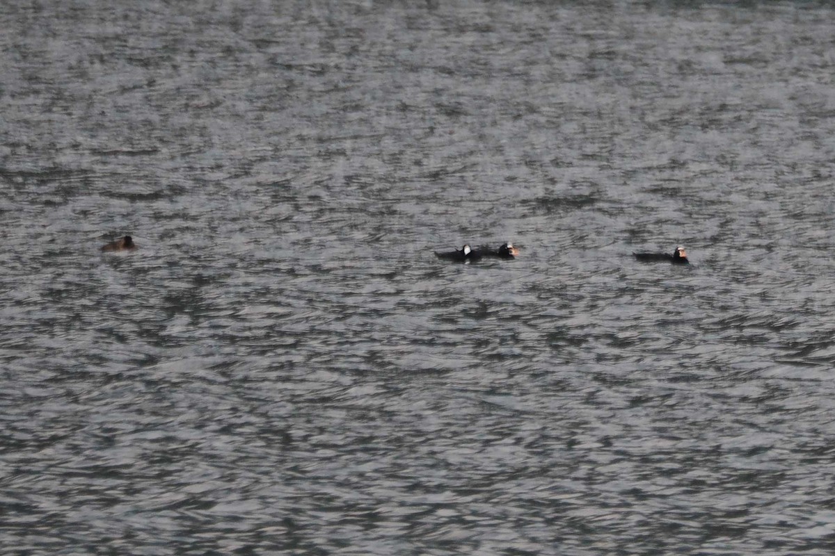Surf Scoter - ML642151602