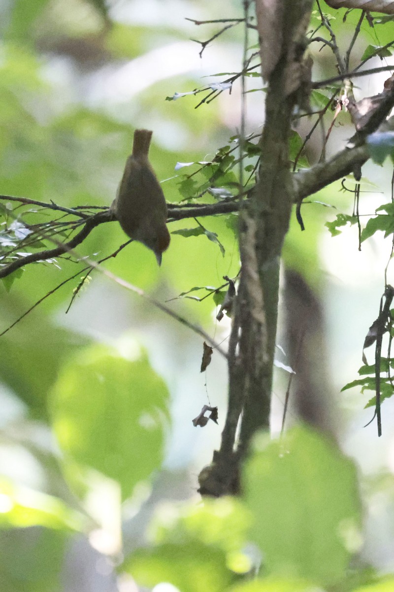 Tawny-crowned Greenlet - ML642151610