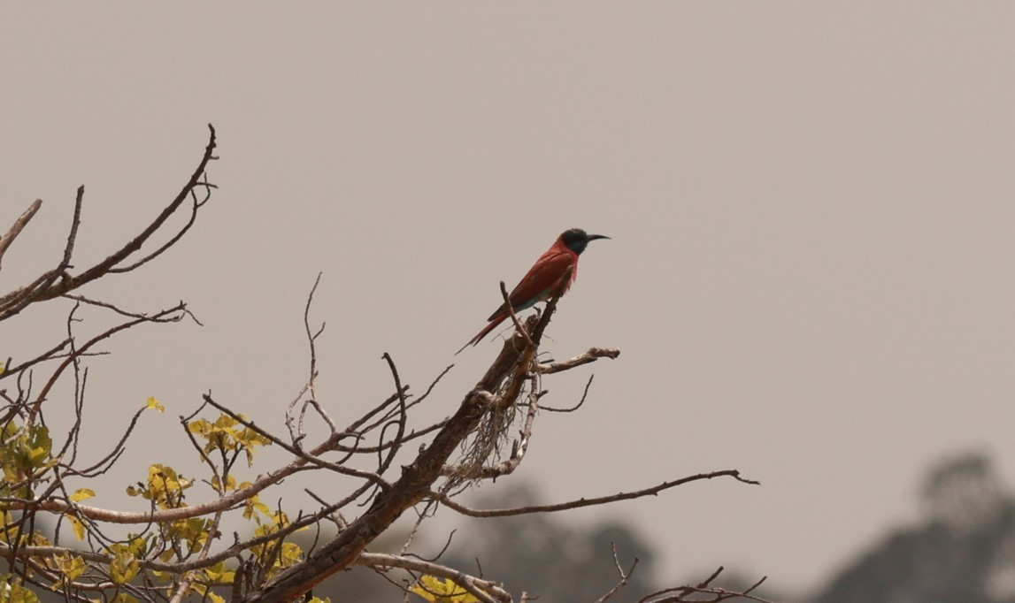 Northern Carmine Bee-eater - ML642151620