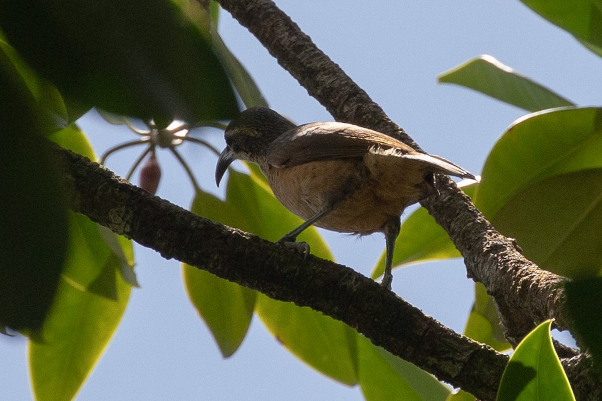 Victoria's Riflebird - ML642151633