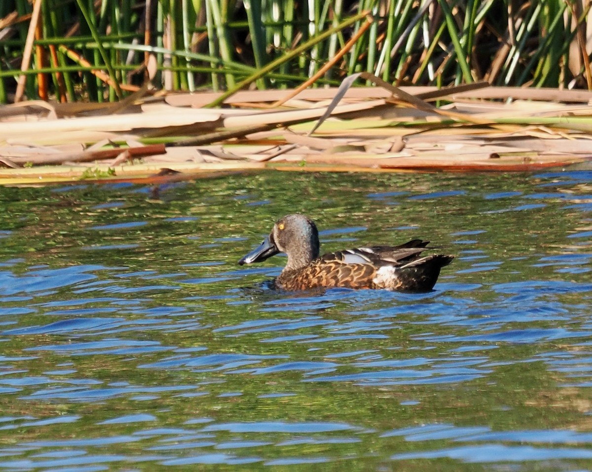 Canard bridé - ML642151649