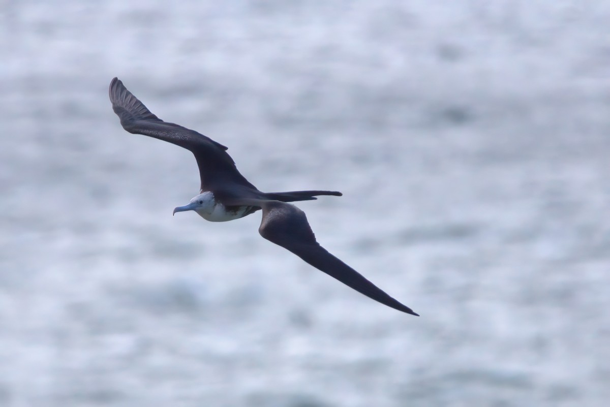 Magnificent Frigatebird - ML642151659