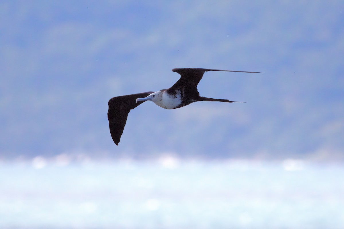 Magnificent Frigatebird - ML642151660