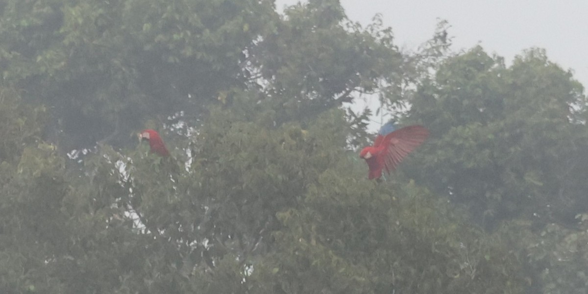 Red-and-green Macaw - ML642151662