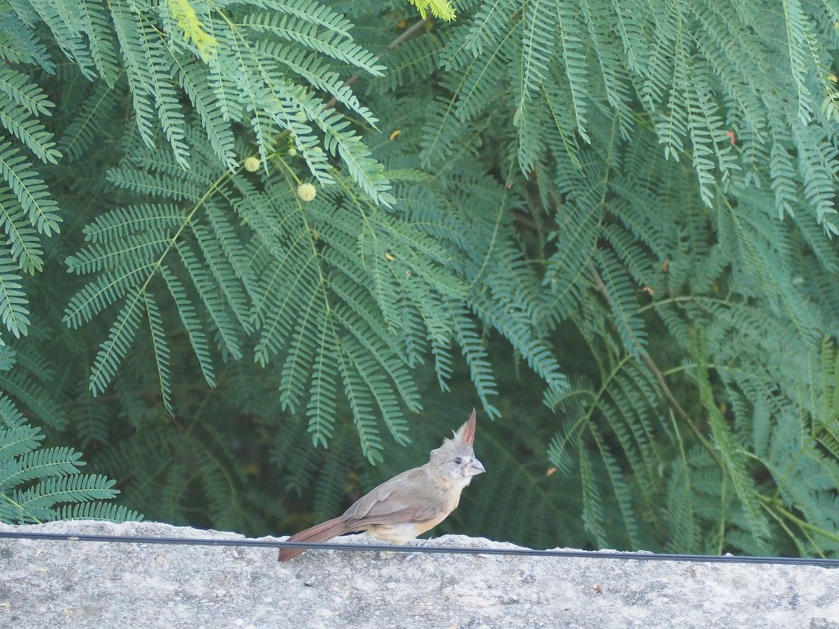 Vermilion Cardinal - ML642151665