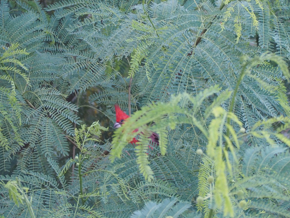 Vermilion Cardinal - ML642151666