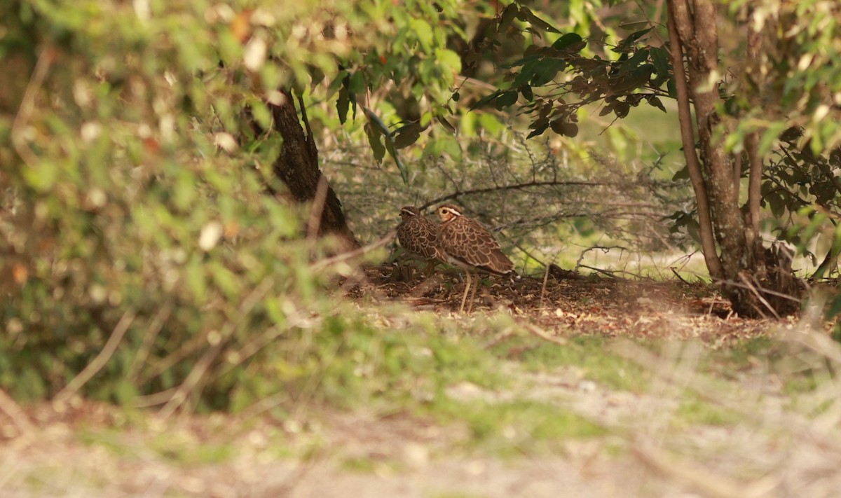 Three-banded Courser - ML642151687