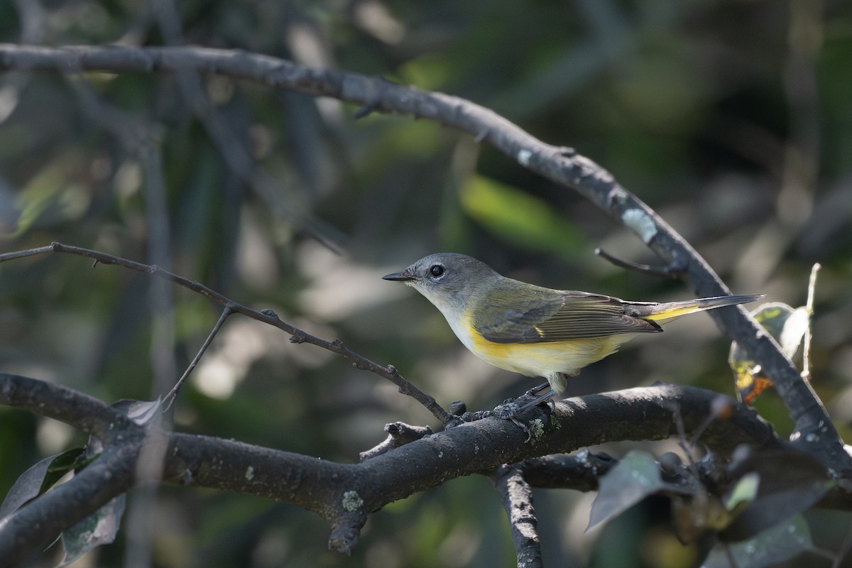 American Redstart - ML642151694