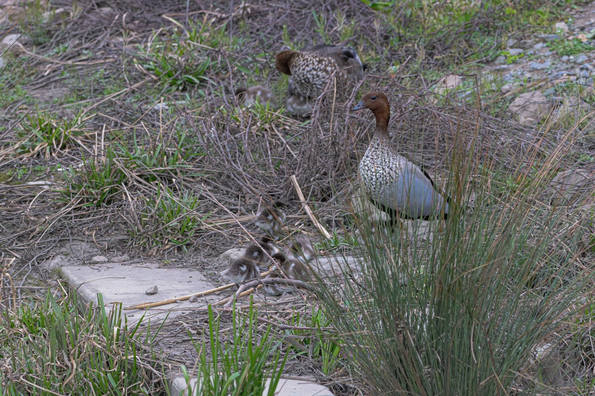 Canard à crinière - ML642151702