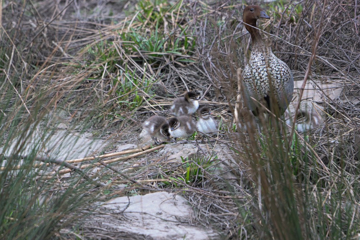 Canard à crinière - ML642151705