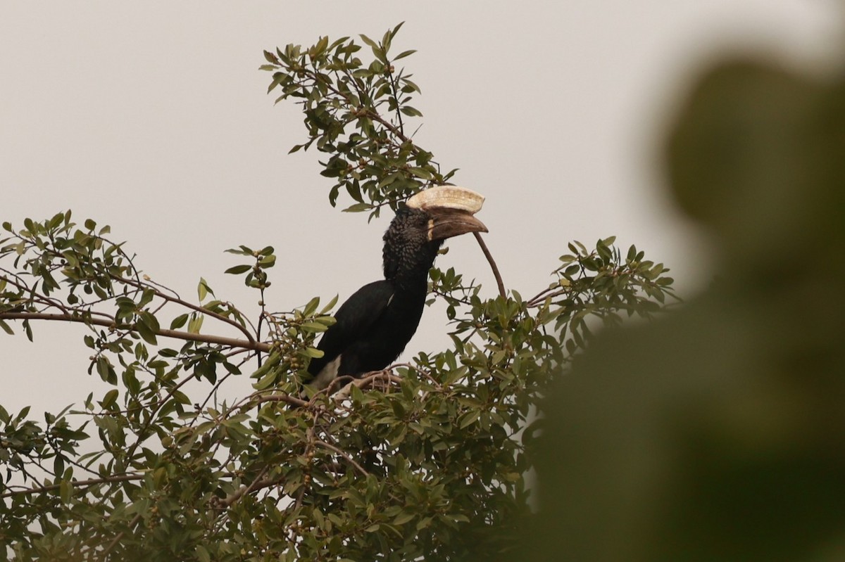 Silvery-cheeked Hornbill - ML642151706