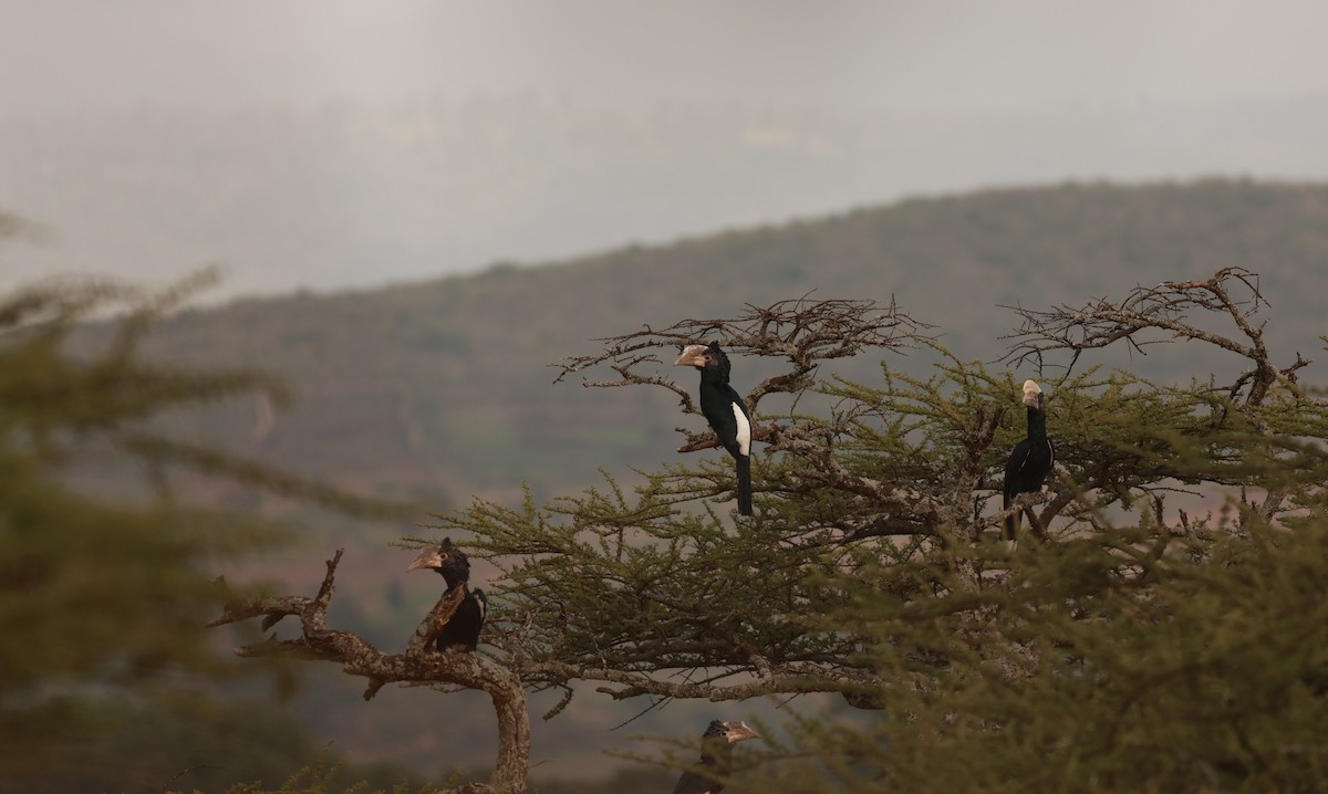 Silvery-cheeked Hornbill - ML642151716