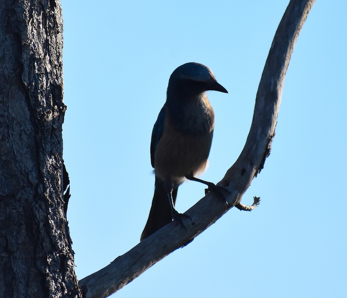 Florida Scrub-Jay - ML642151731