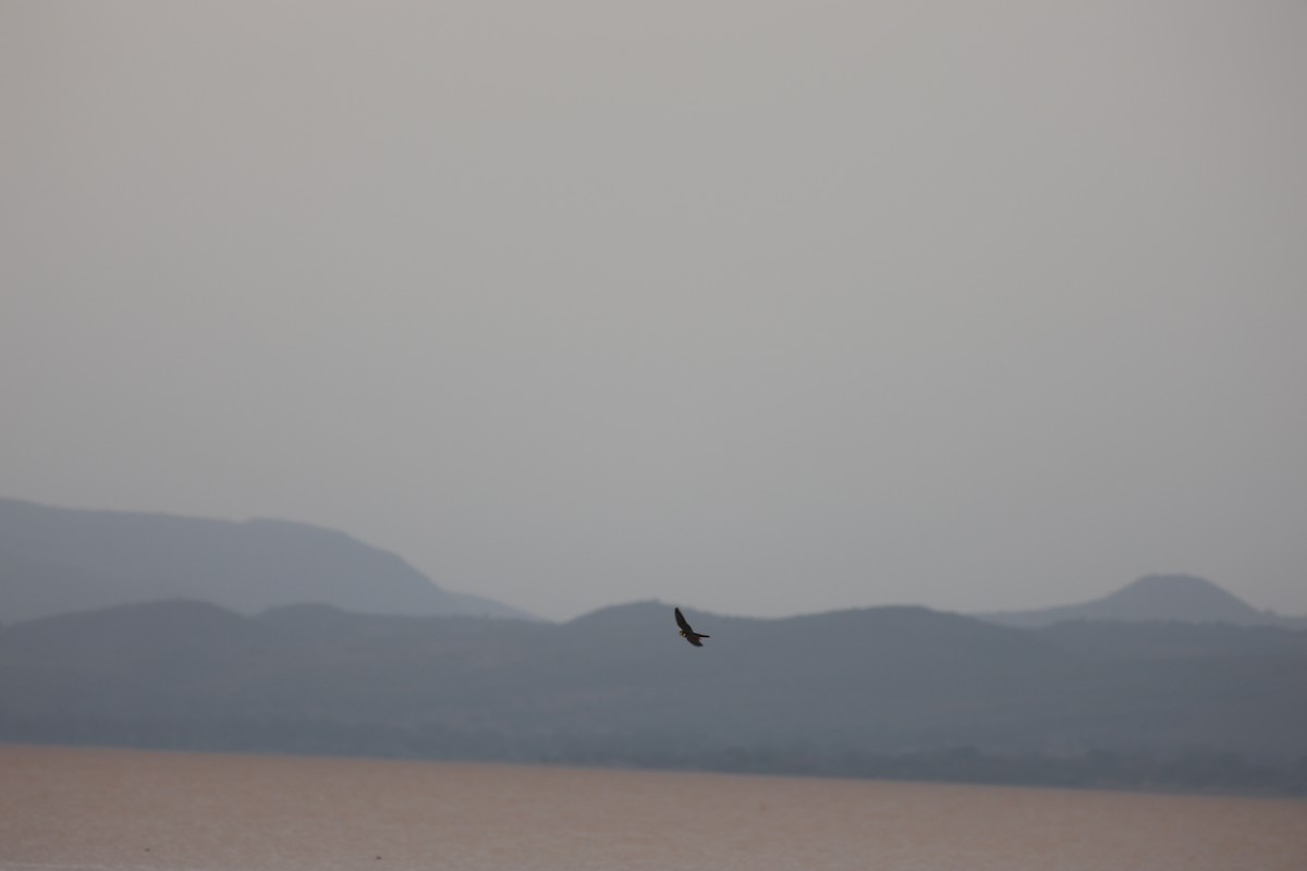 African Hobby - ML642151732