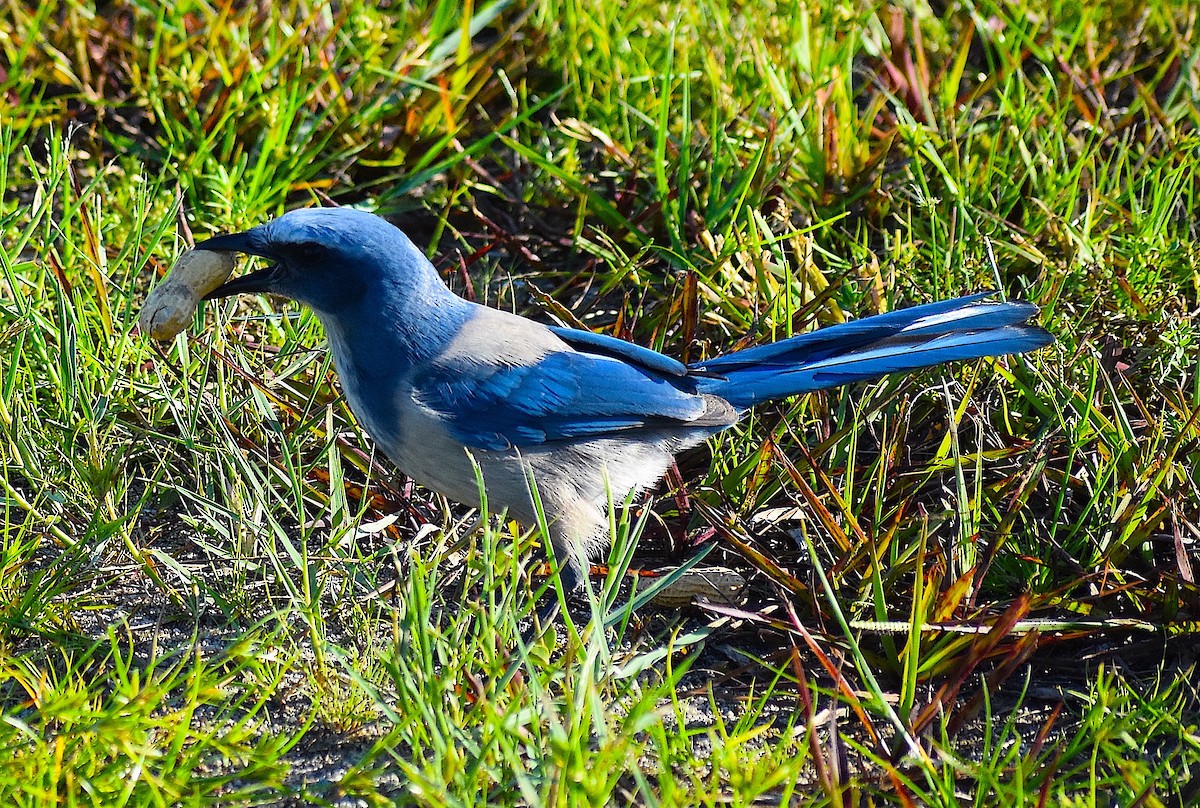 Florida Scrub-Jay - ML642151736