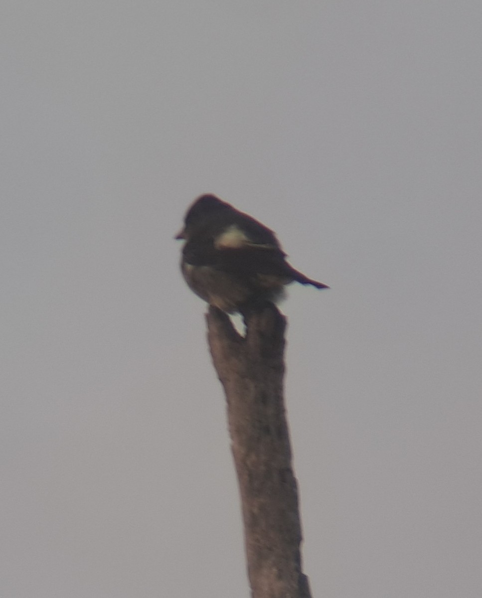 tyranovec severský - ML642151737