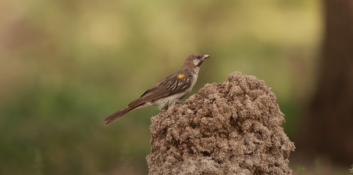 Greater Honeyguide - ML642151740