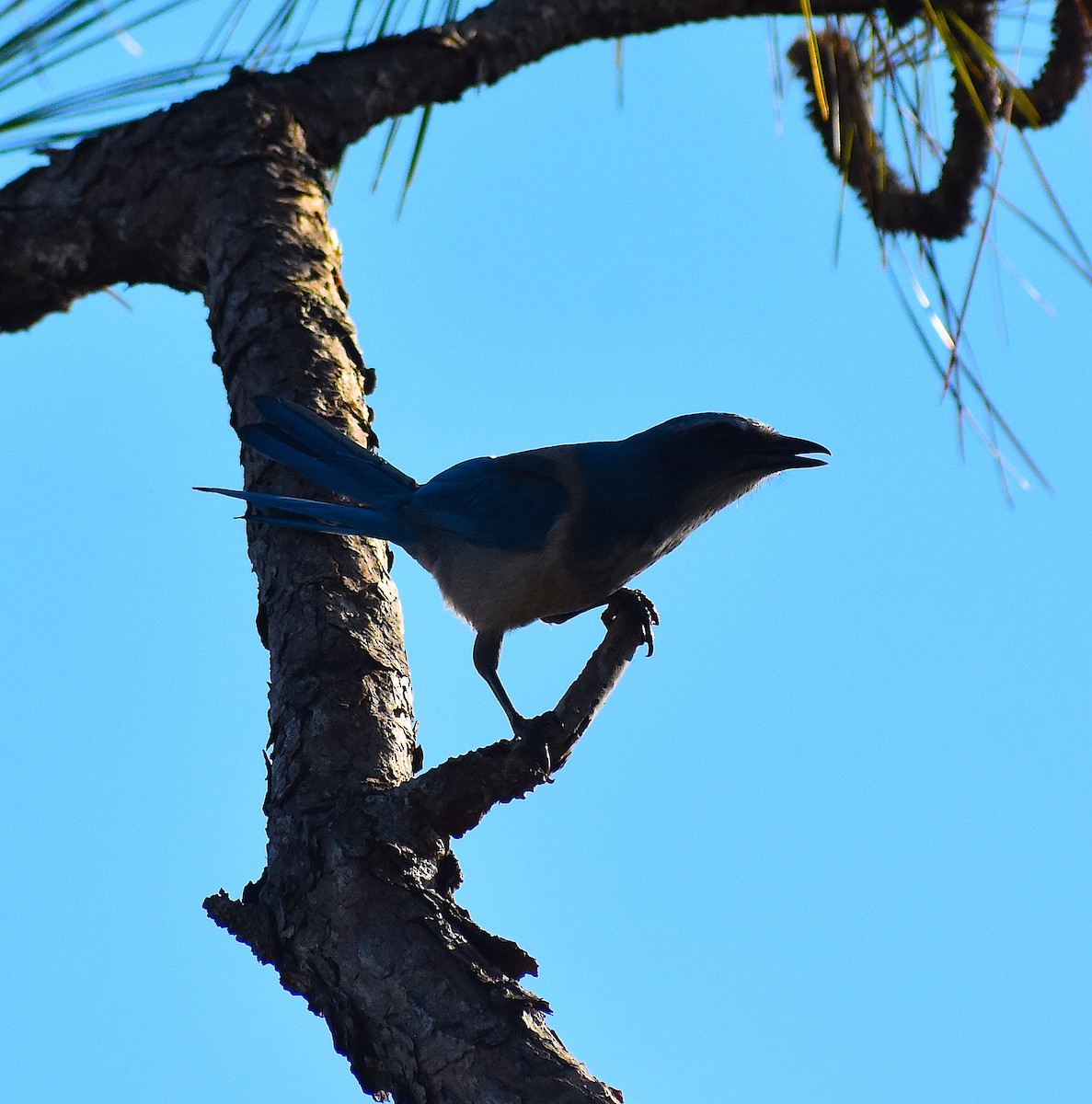 Florida Scrub-Jay - ML642151742