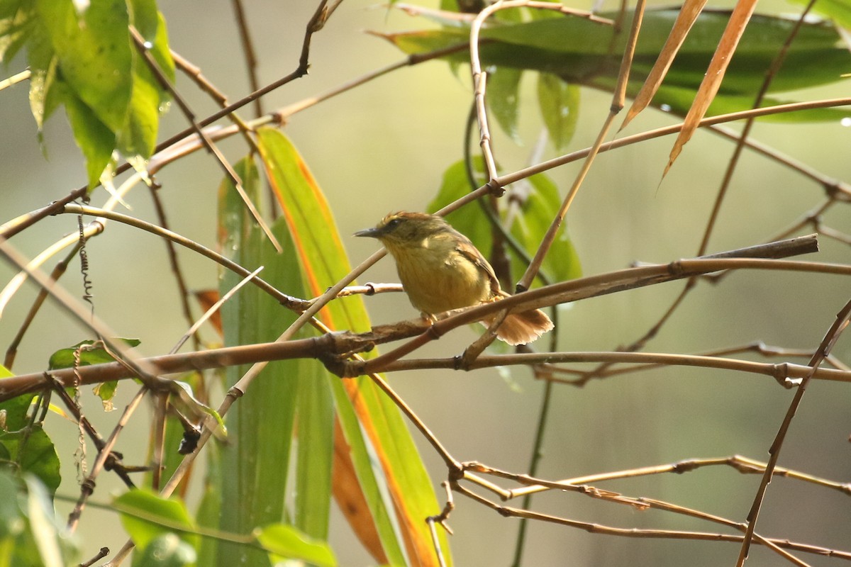 Pin-striped Tit-Babbler - ML642151743