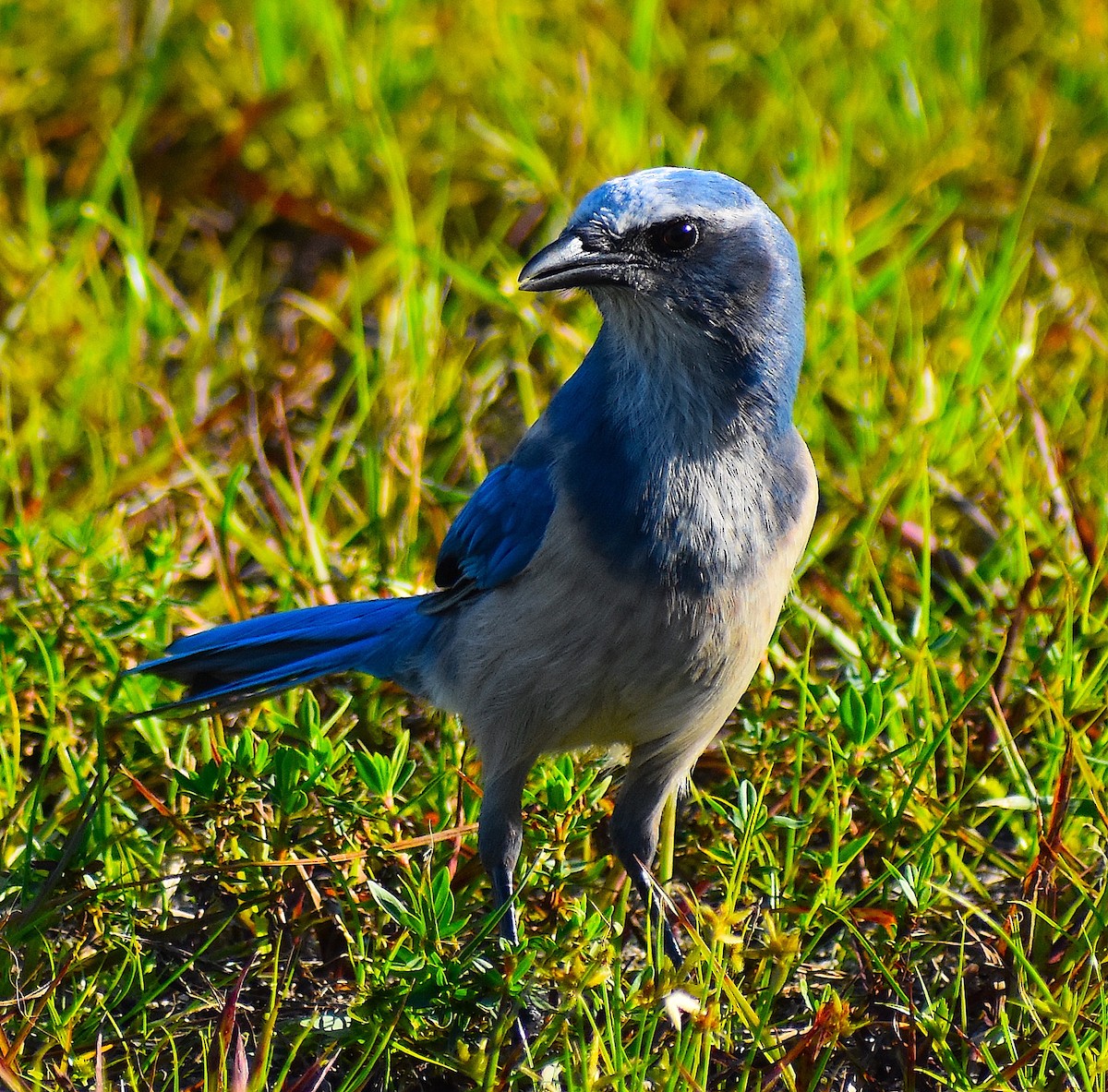 Florida Scrub-Jay - ML642151748